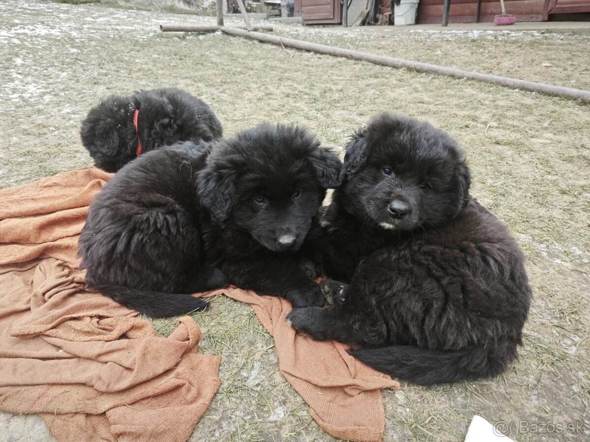 Predám šteniatka - 7