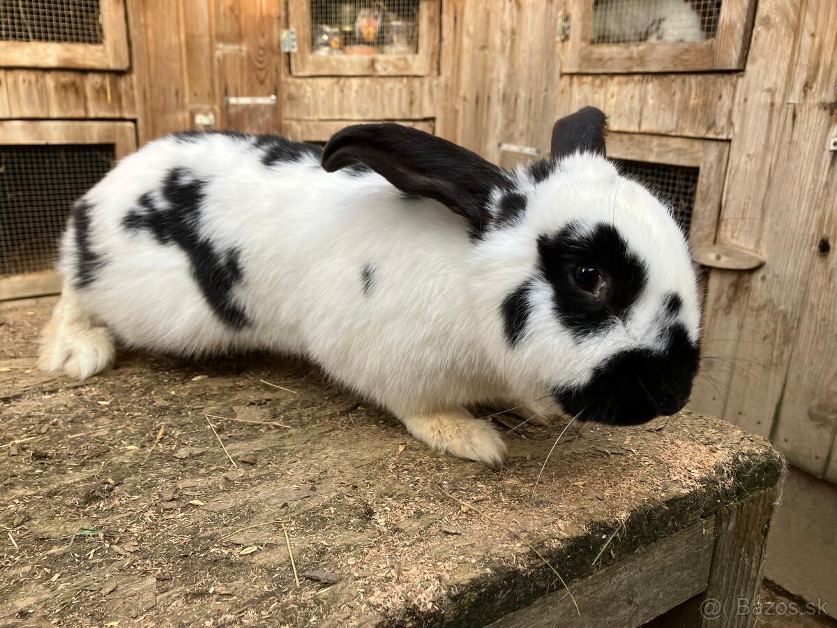 Nemecký obrovitý strakáč - 7