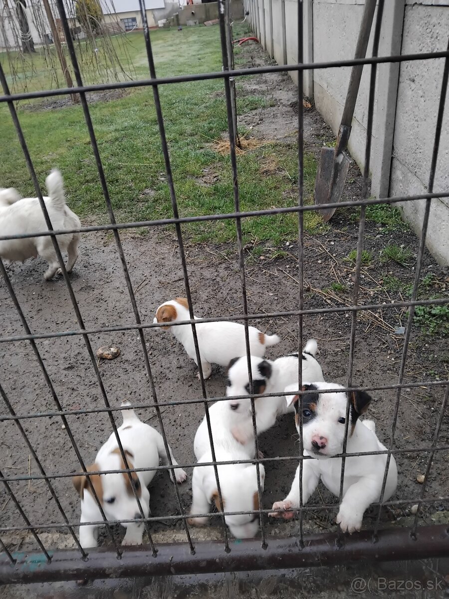 Predám šteňatá Jack Russel - 7