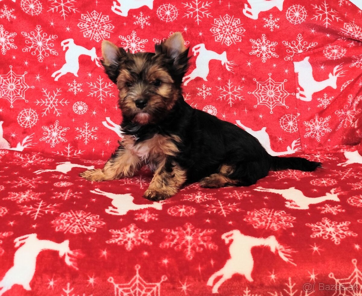 Yorkshire terrier - 7