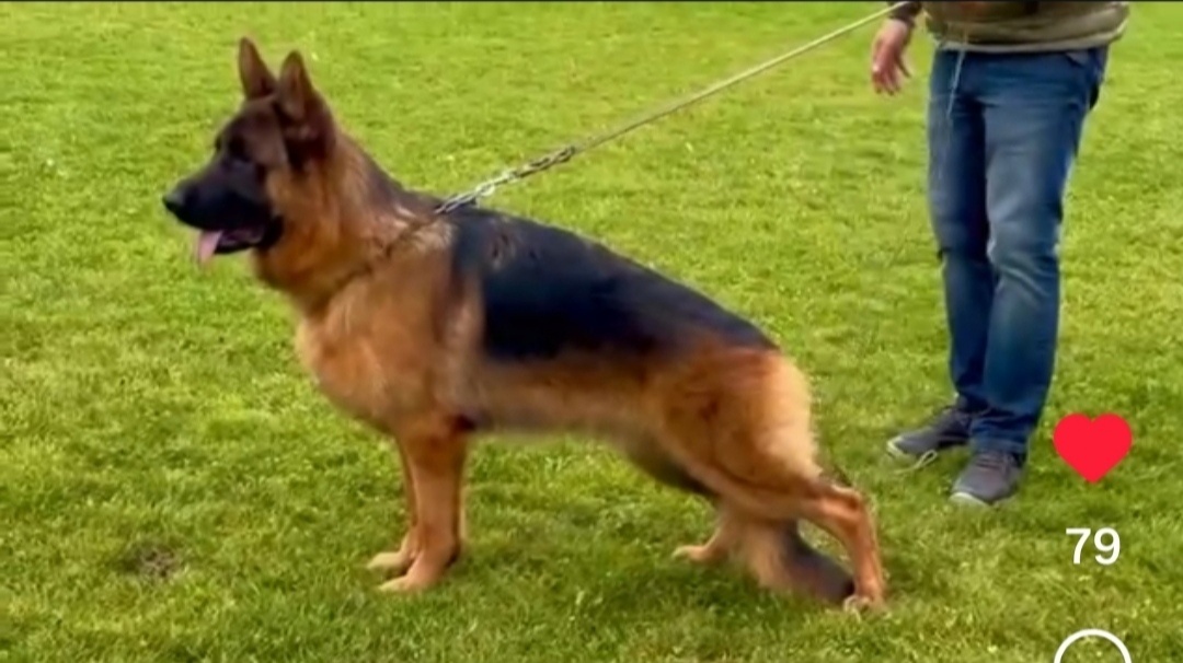 Nemecký ovčiak - 7