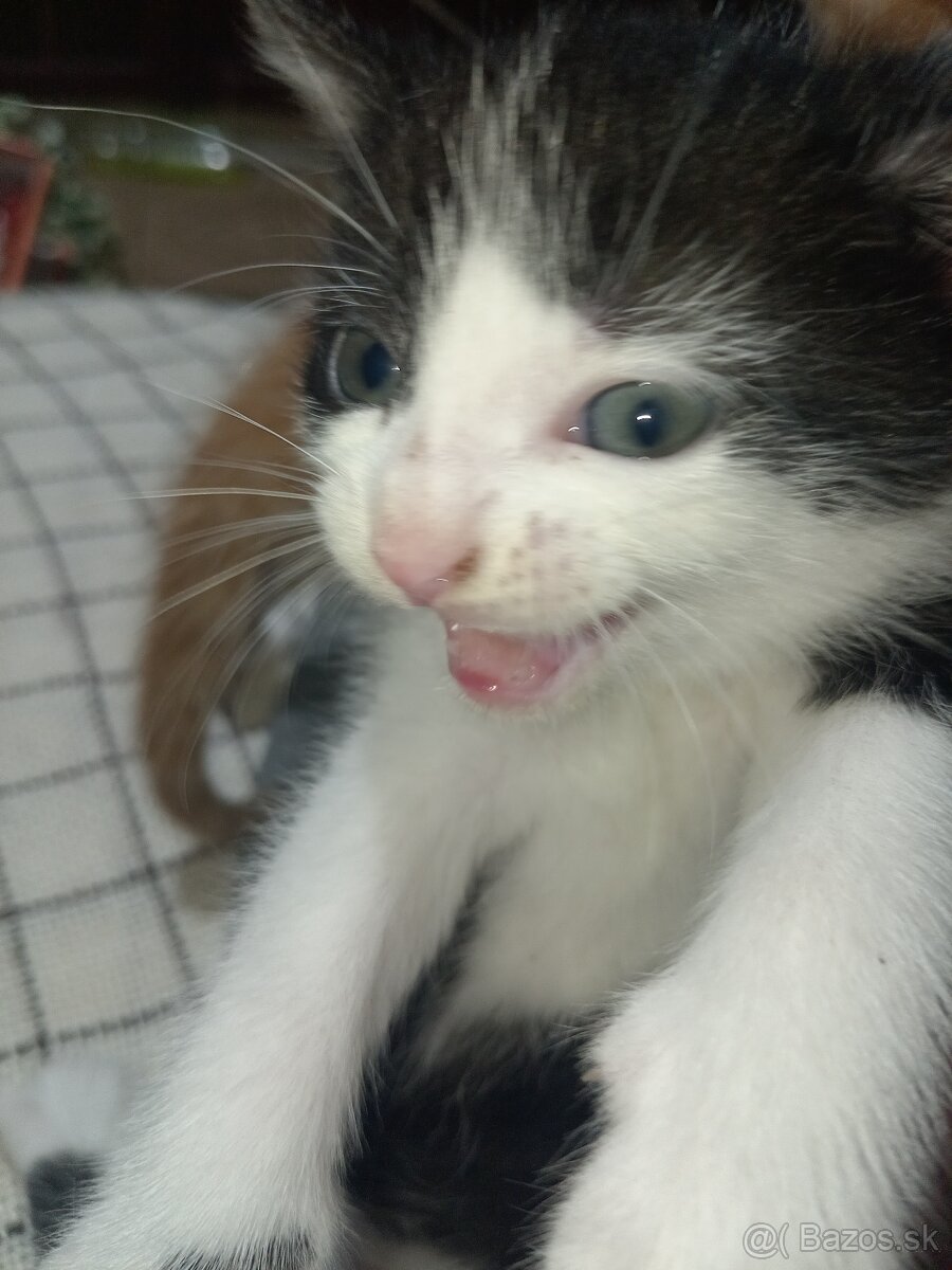 Darujeme mačiatka - 7