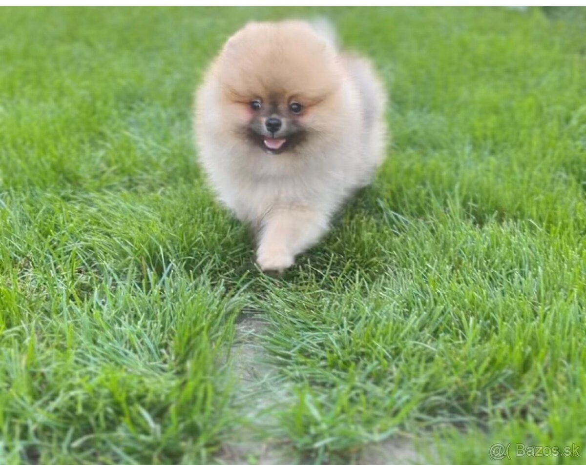 Pomeranian s PP - 7