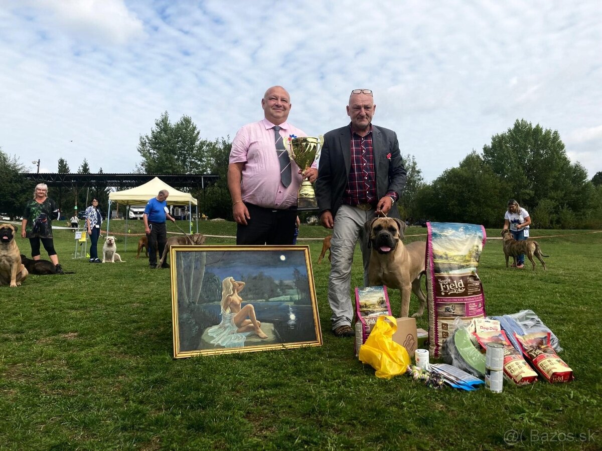 Štěňátka Cane Corso - 7