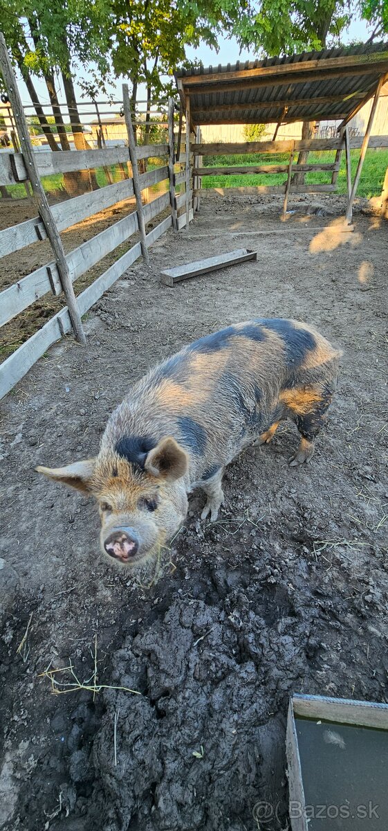 Predám Kune kune - 7