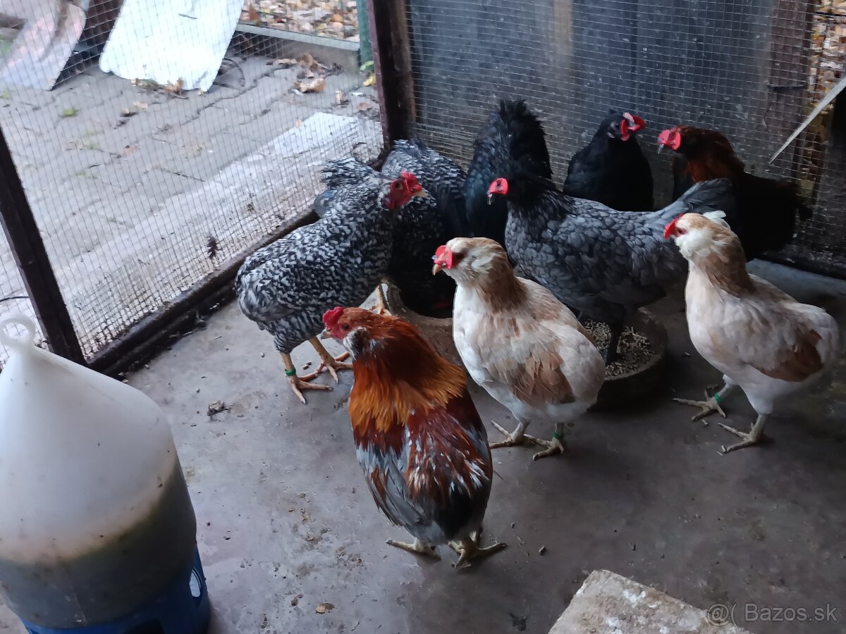 Araukana zdrobnělá pšeničná a žíhaná - 7