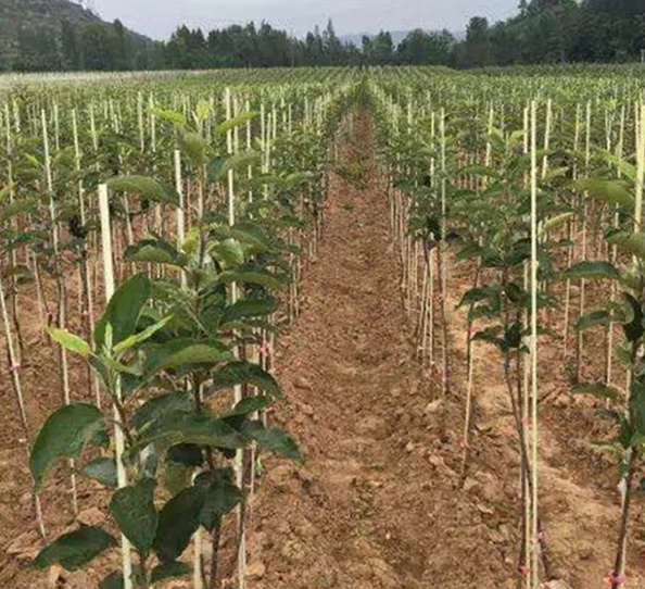 Bambusové produkty - 7