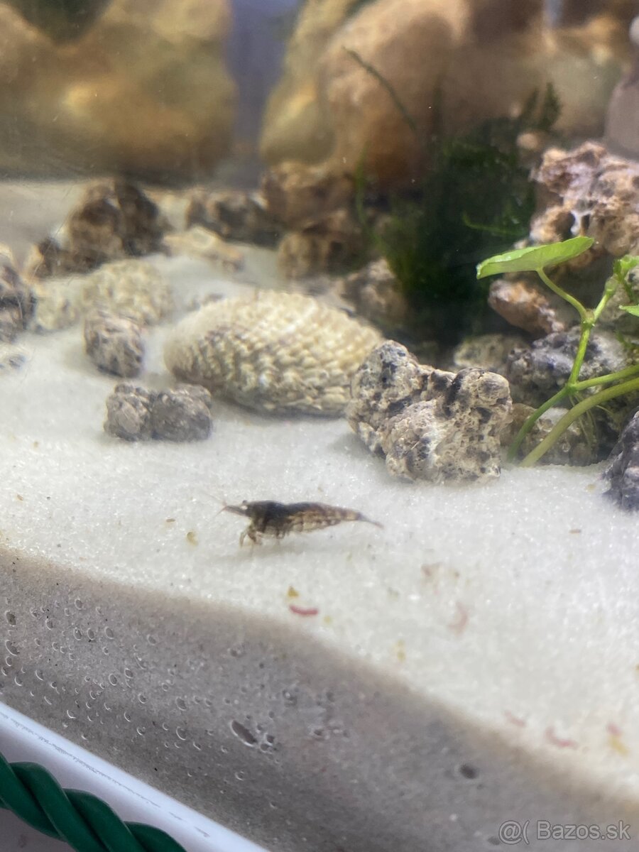 Pseudo-morské akvárium - 7