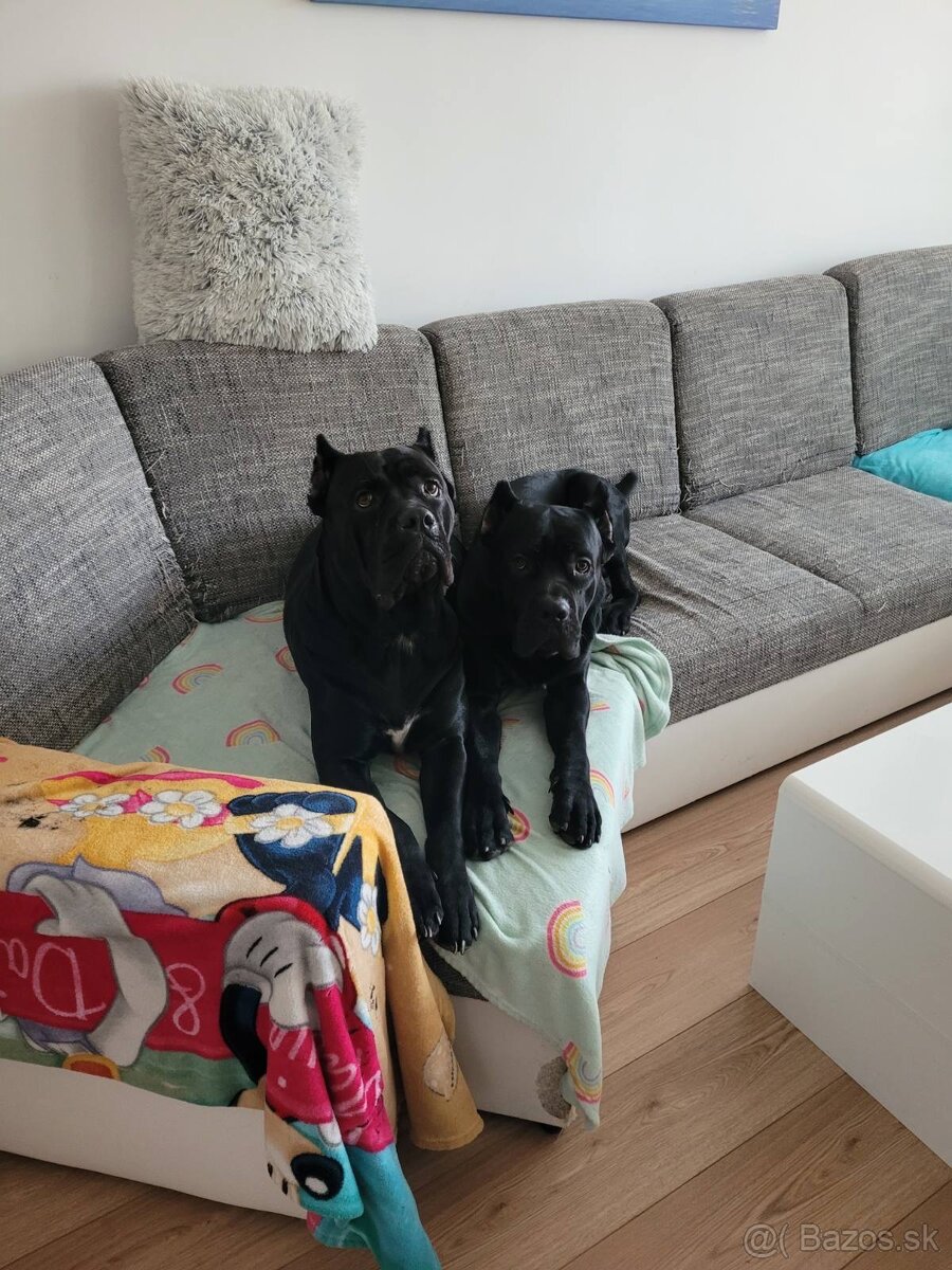 Pes na krytie Cane Corso 3 ročný - 7