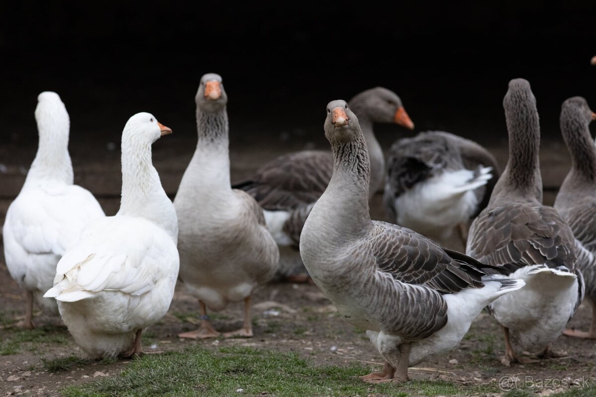 Predalm ruanské kačky, káčerov a husi - 7