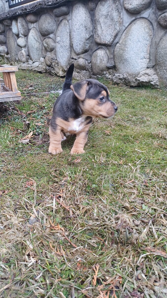 Jack russell terier - 7