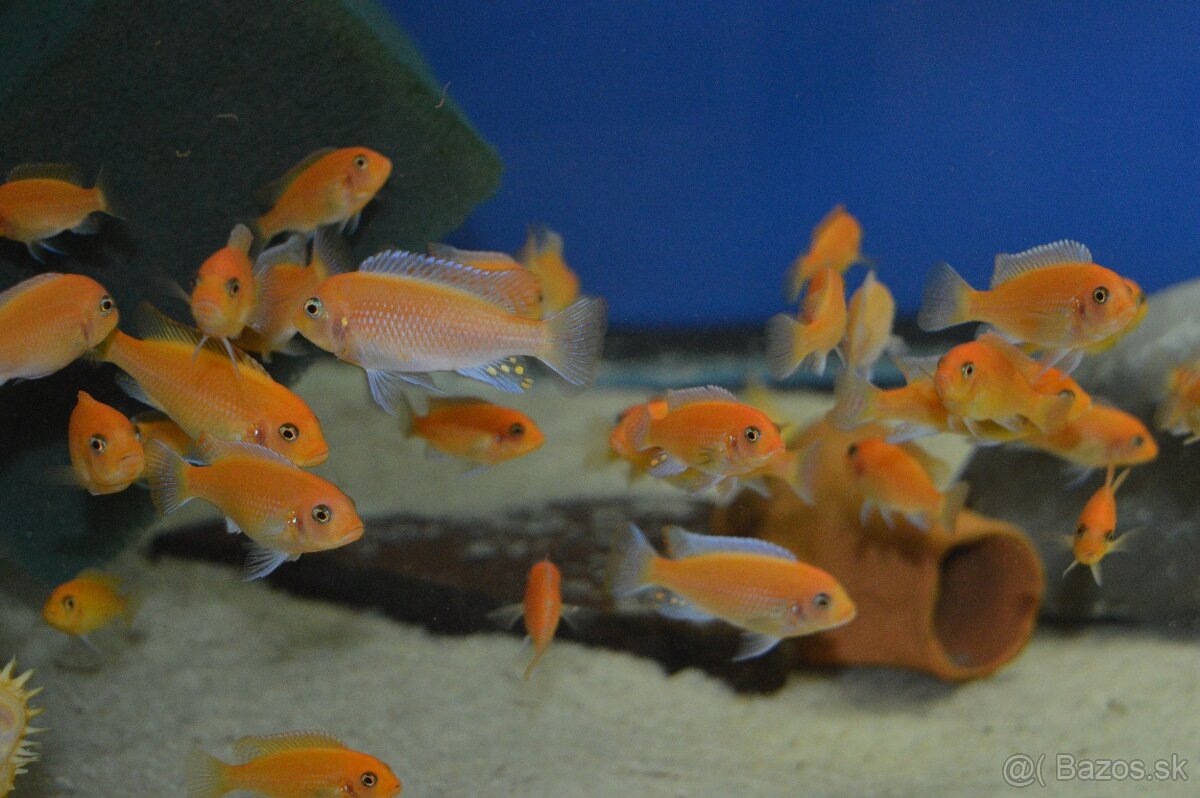 Predám prebytky chovu - Africké cichlidy. - 7