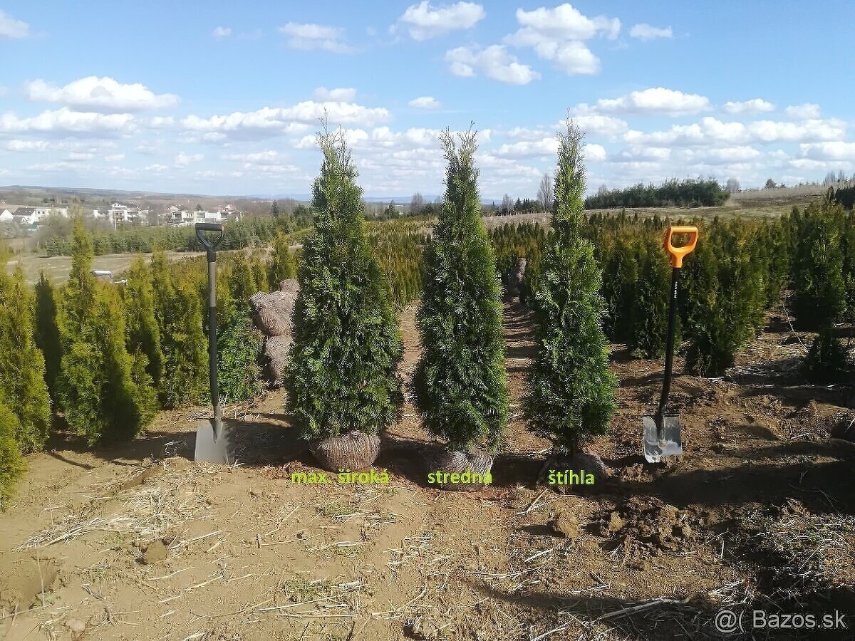 Tuja Smaragd, vavrínovec, červienka, gaštan - Žilina - 7