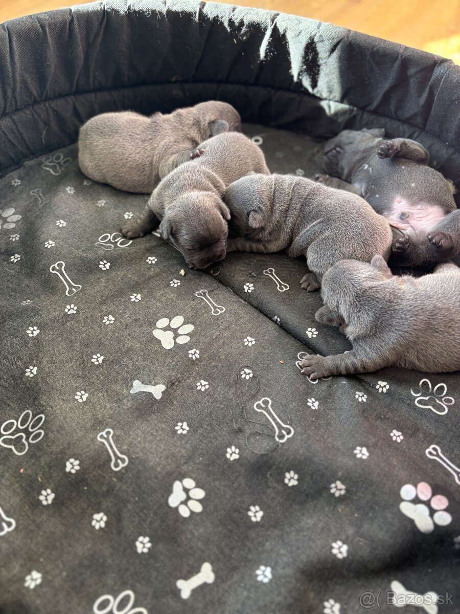 Francúzsky buldoček modré šteniatka - 7