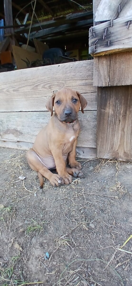 Rhodesian ridgeback - 7