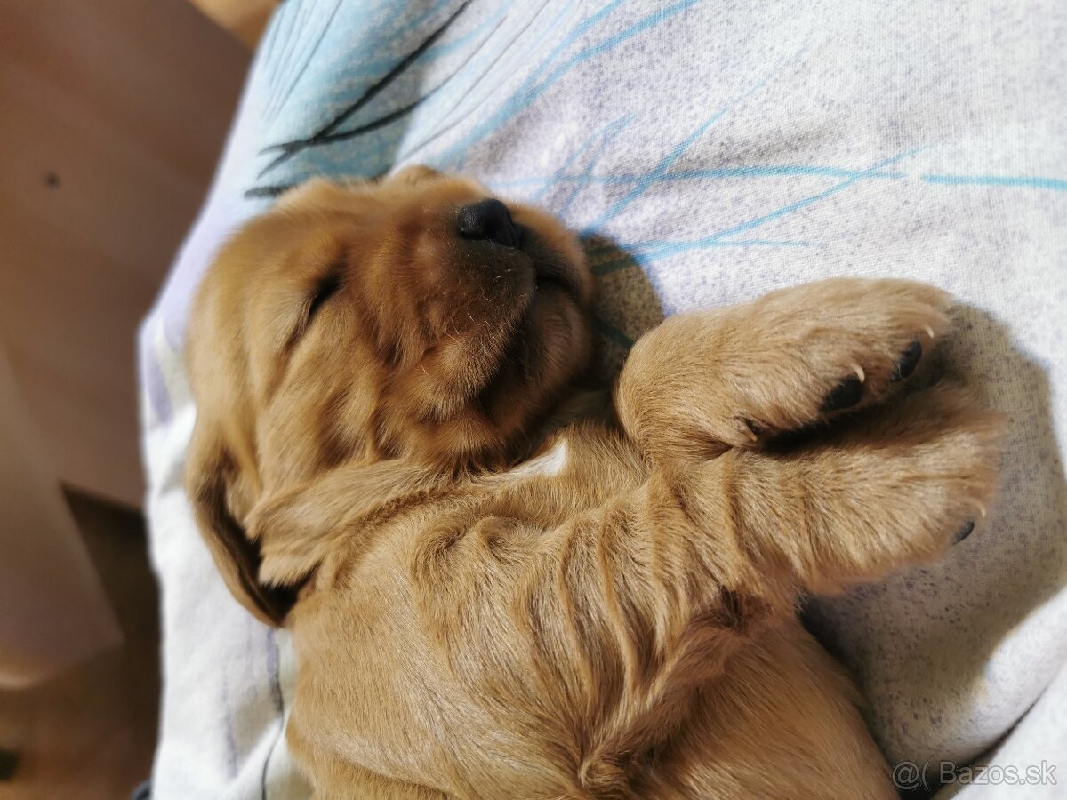 Anglický kokeršpániel - 7