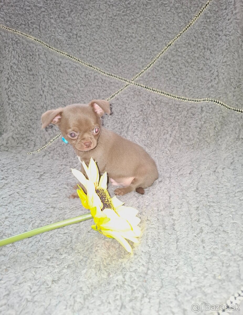 čivava šteniatka - 7