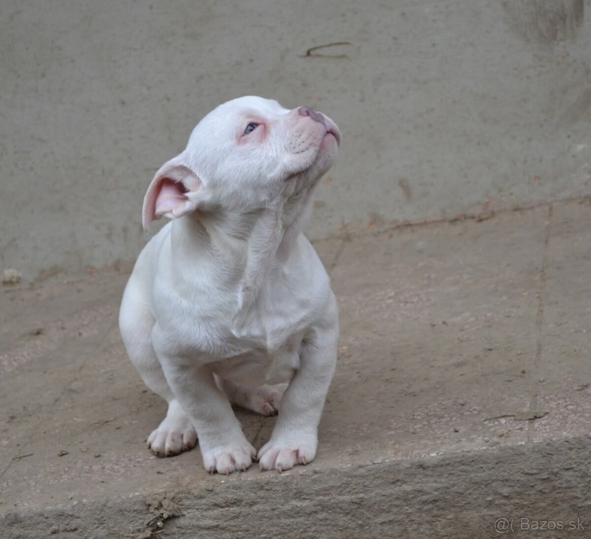 American bully pocket/ standard - 7