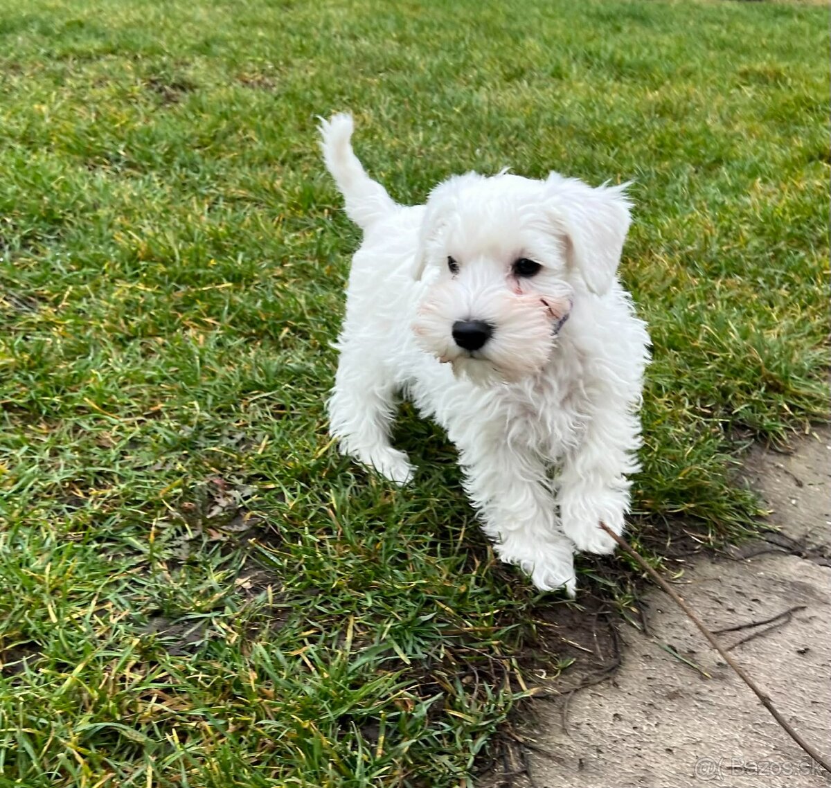 Biely malý bradáč s PP - 7