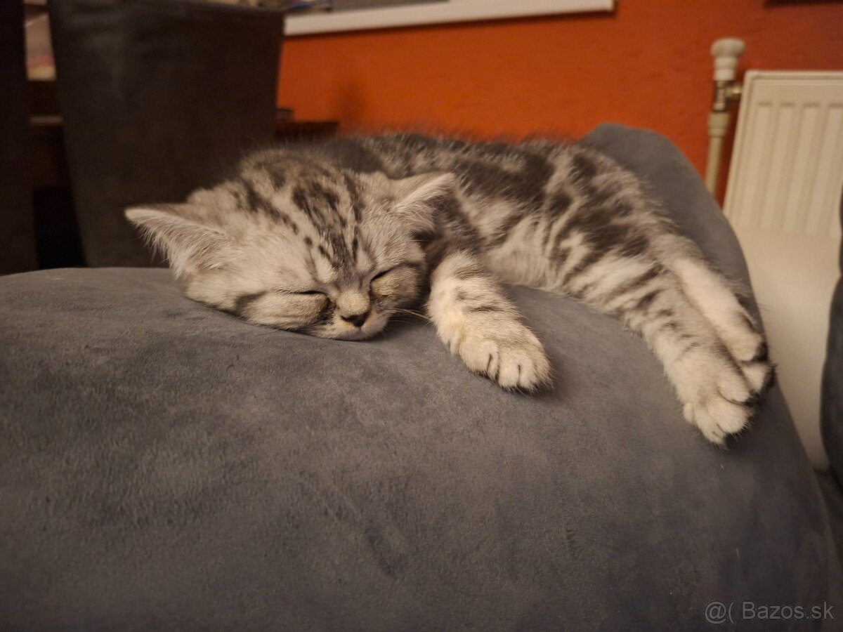 Britské whiskas mačiatka s PP - 7