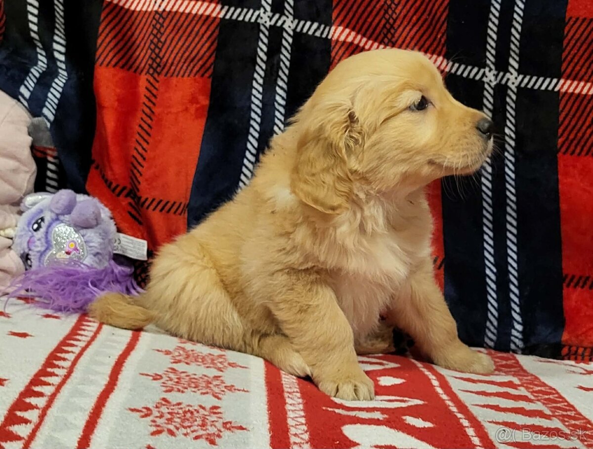 Šteniatka zlatý retriever - 7