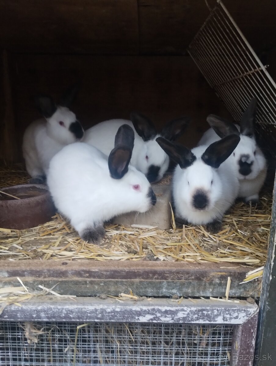 Kalifornsky kralik - 7