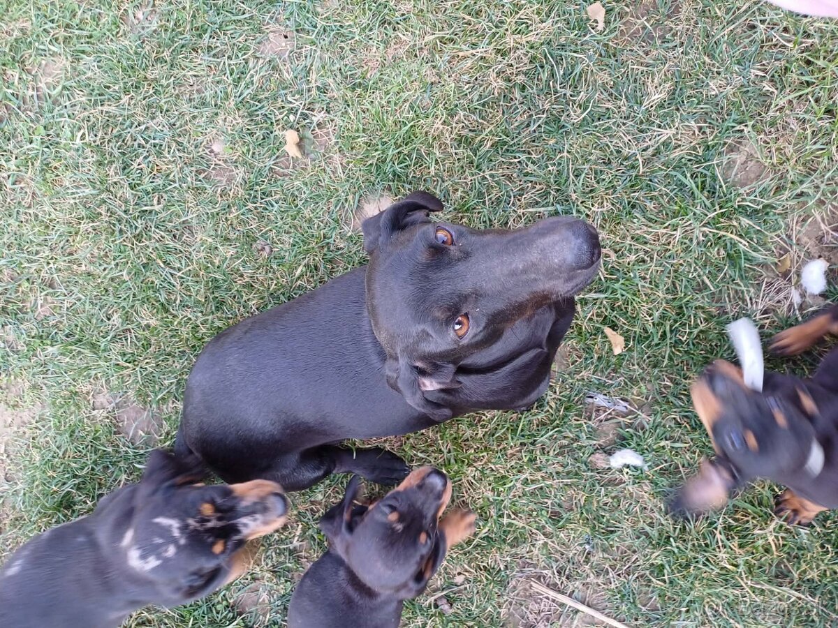 Šteniatka jazvečíka - 7