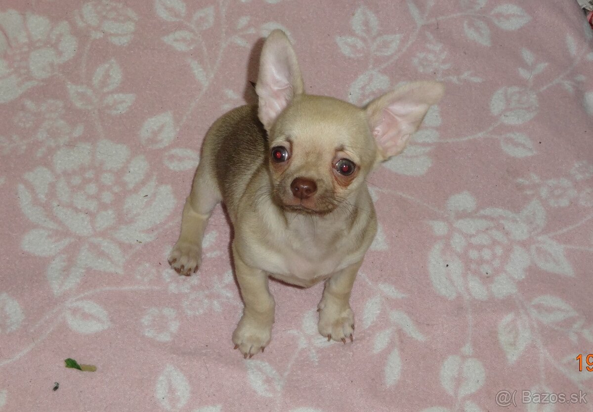 čivava krátkosrstá - 7