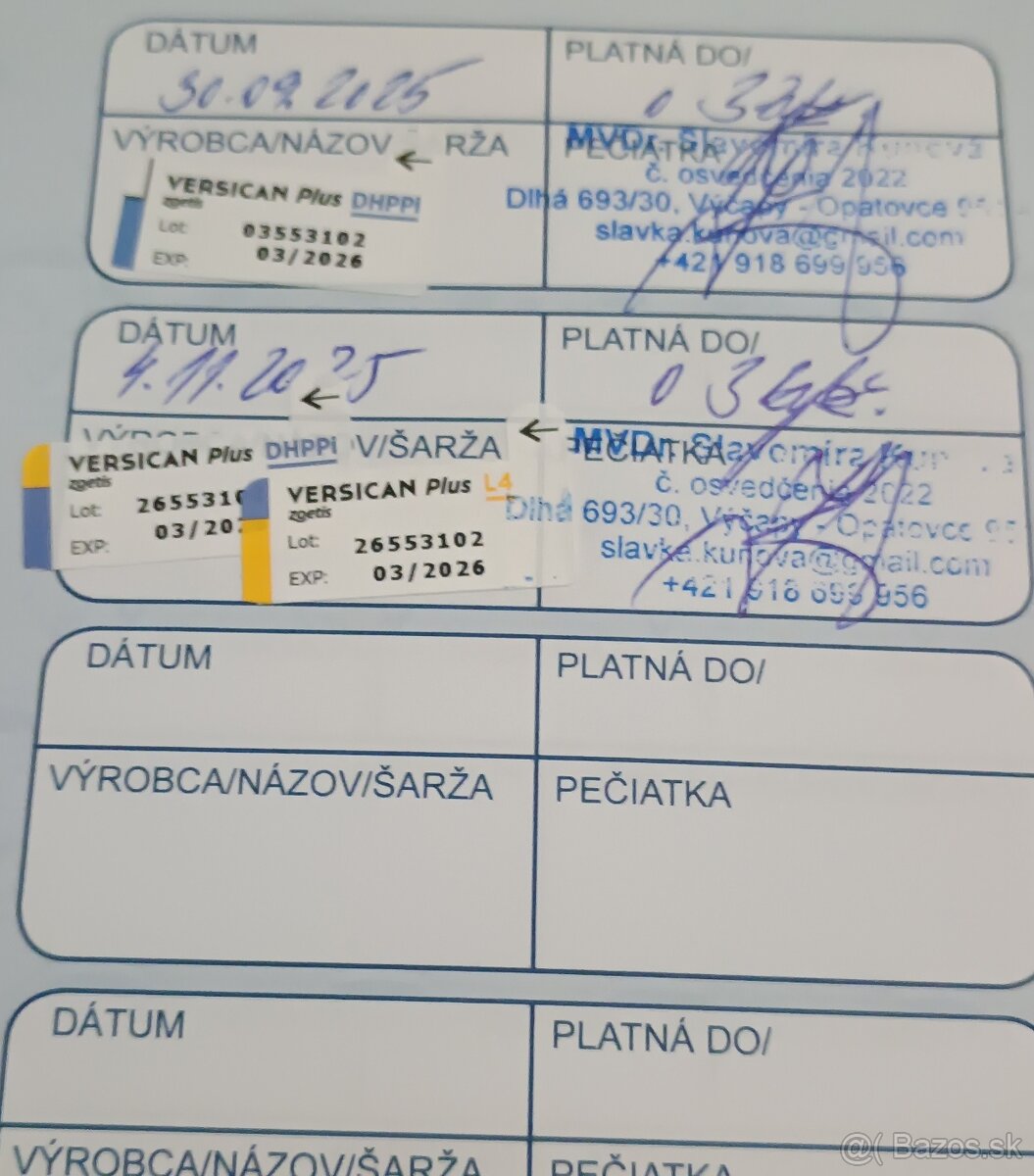 Americký pitbullterier - 7