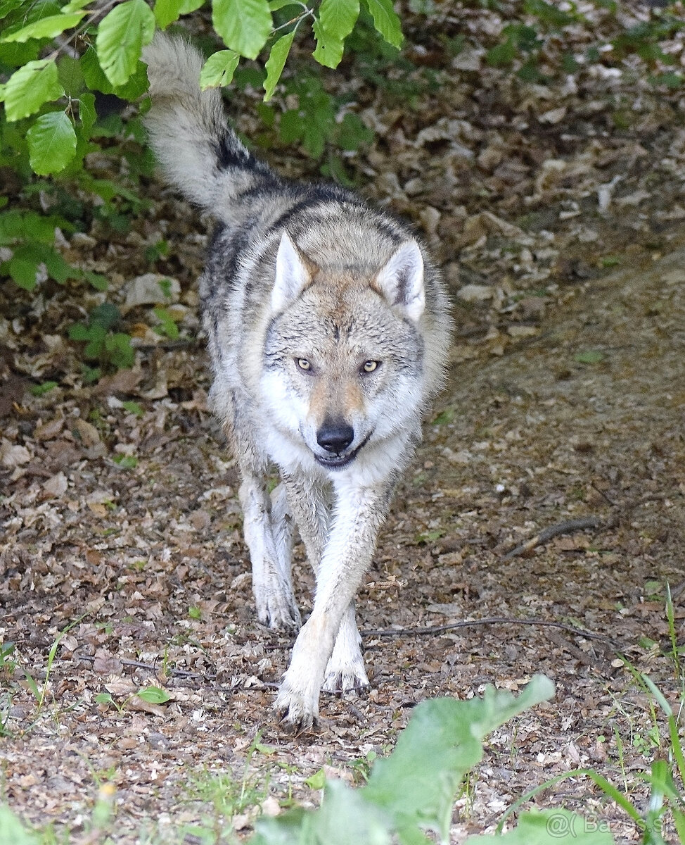 šteniatka československy vlčiak - 7