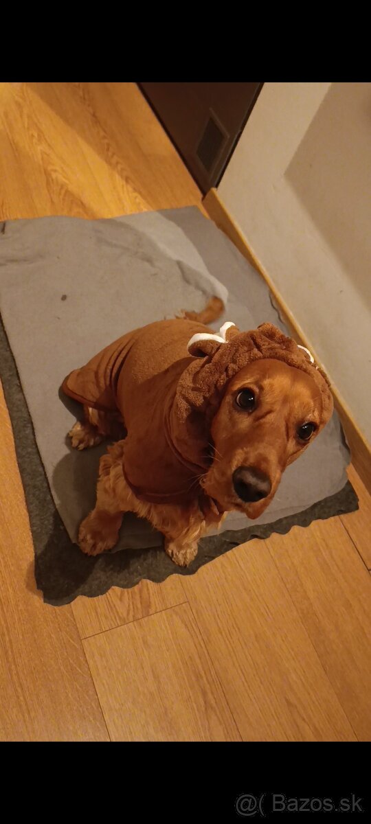 Darujem fenku angkicky kokerspaniel - 7