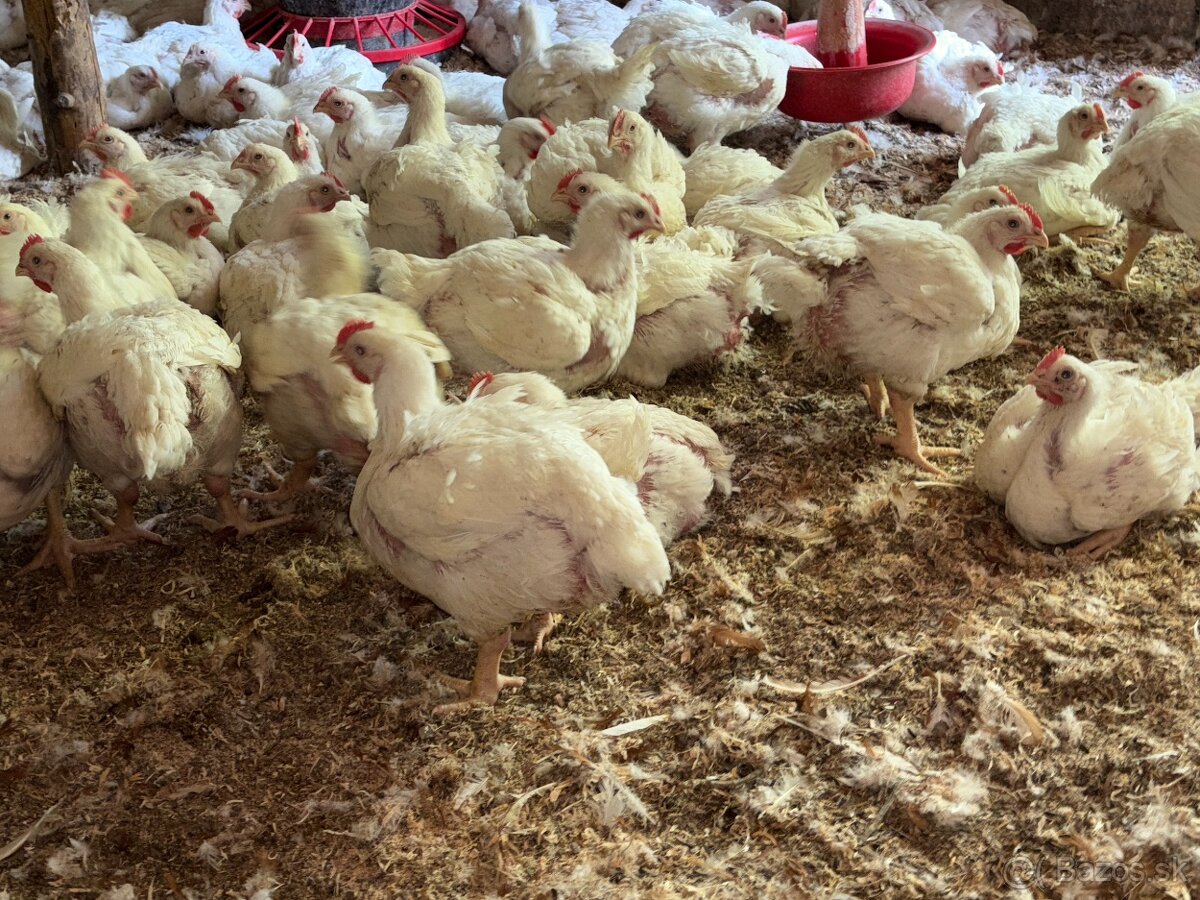 Sliepky Mládky Nosnice Lohman - 7