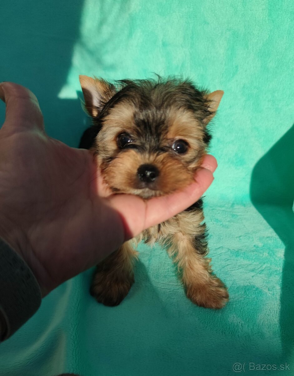 Biewer, Yorkshire terriers pp - 7