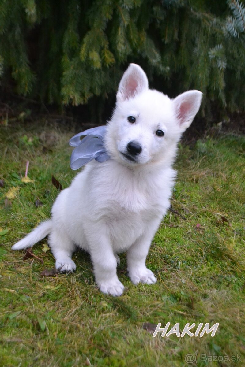 Biely švajčiarsky ovčiak , s PP - 7