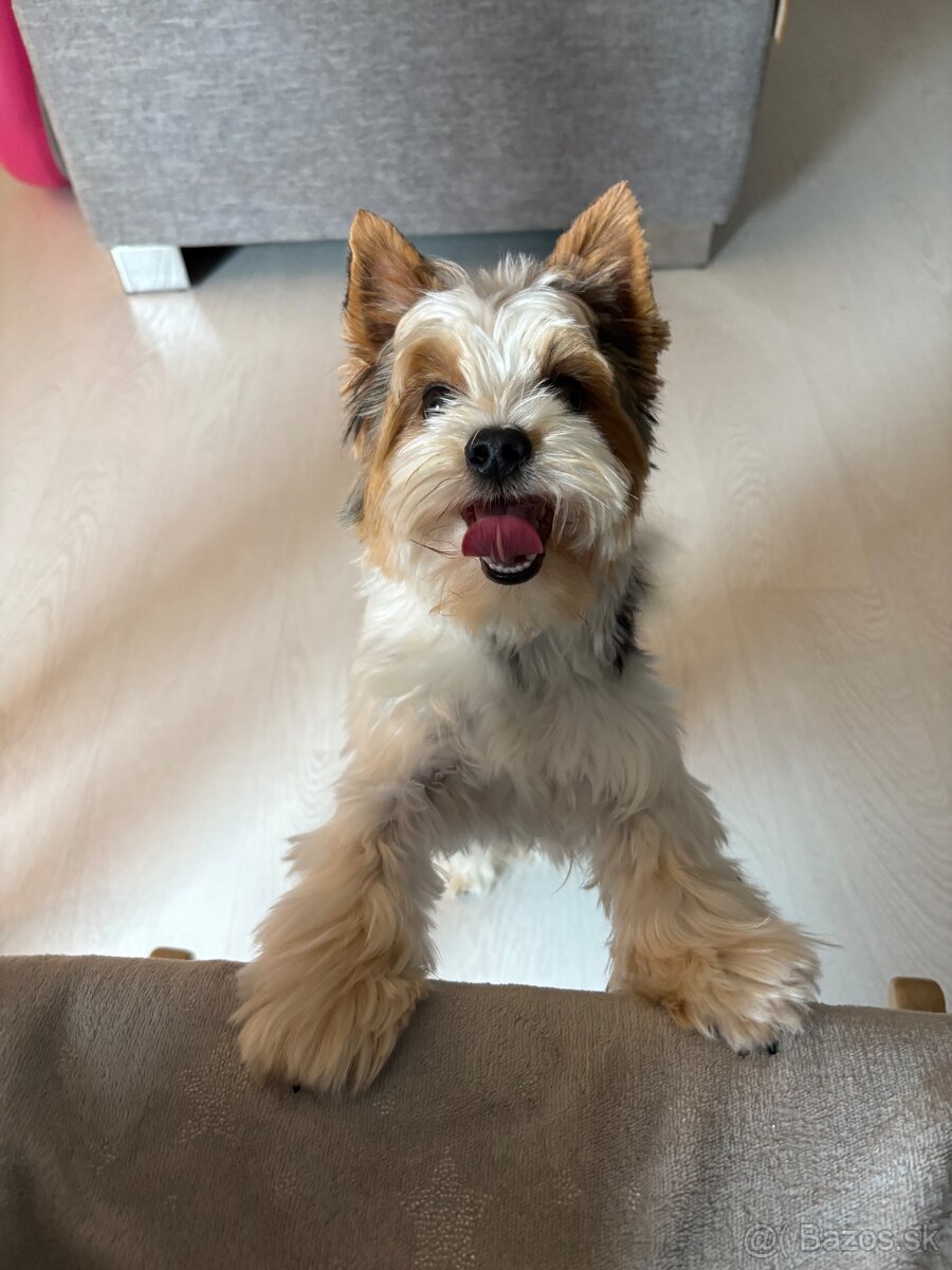 Biewer s PP krytie - 7