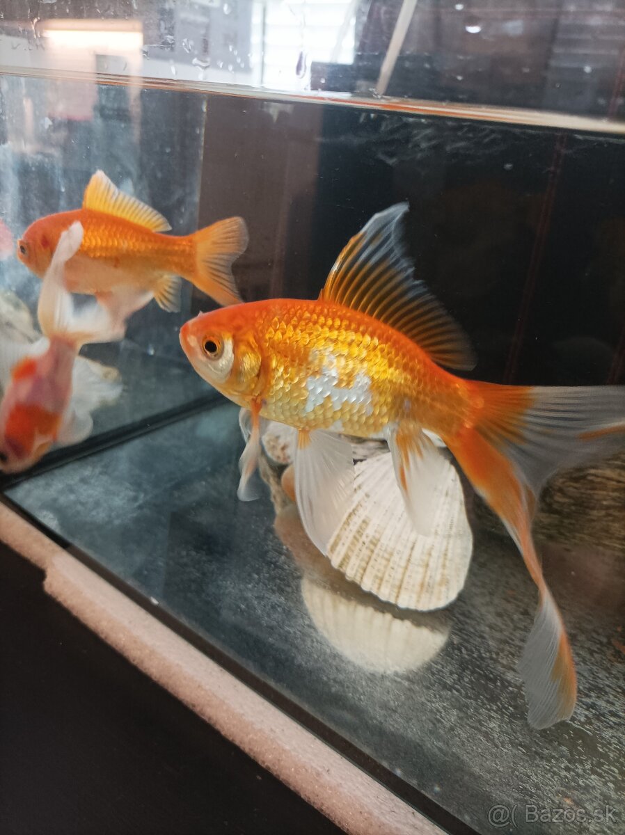 Akvárium - 7