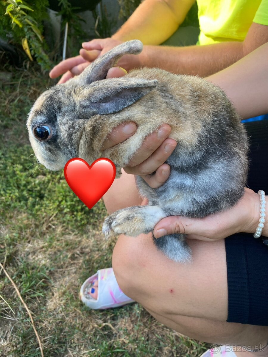 Pet zajacikovia - 7