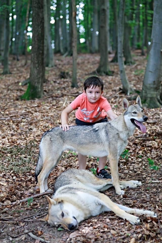 československý vlčiak s PP (FCI) - 7