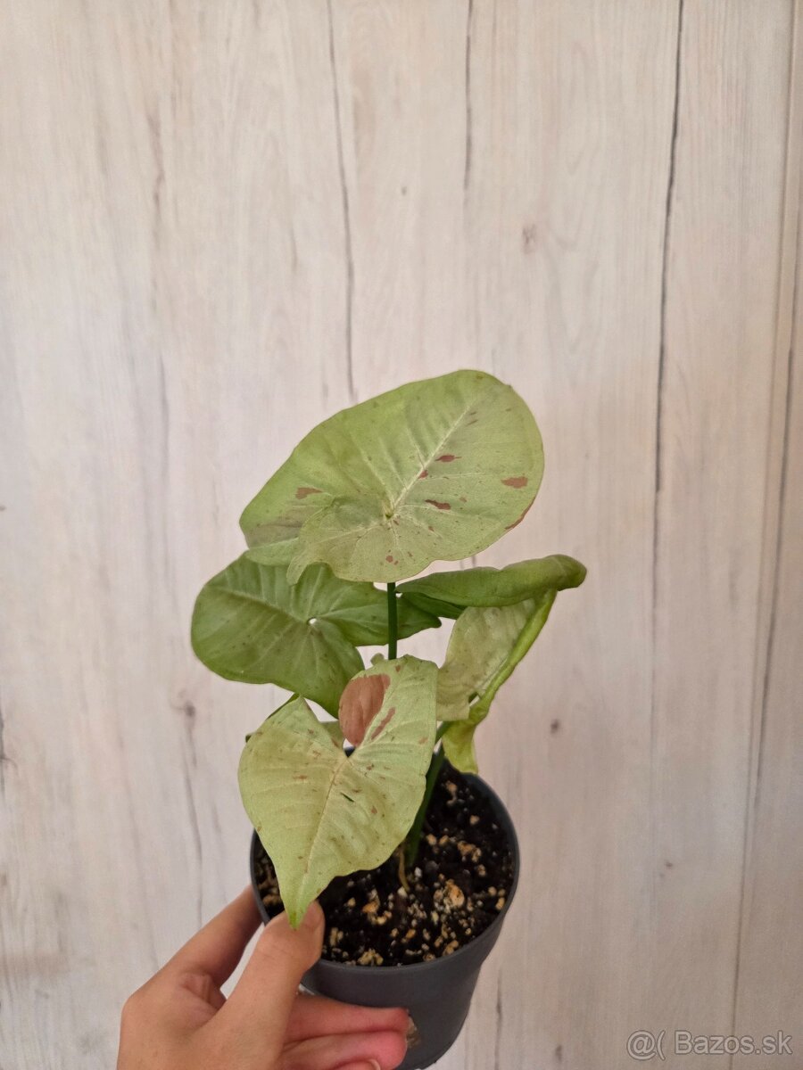 Rôzne izbové rastlinky - 7
