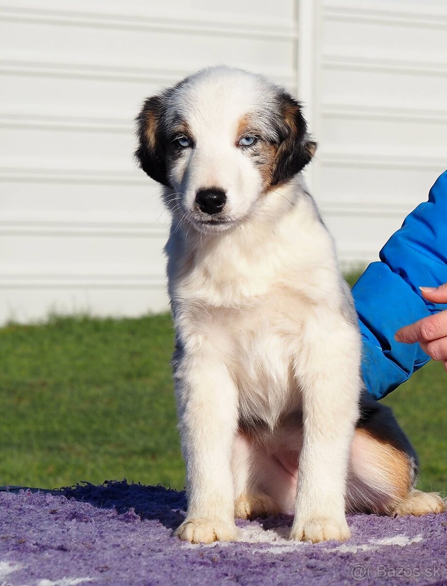 Miniatúrny americký ovčiak s PP- s rodokmeňom - 7