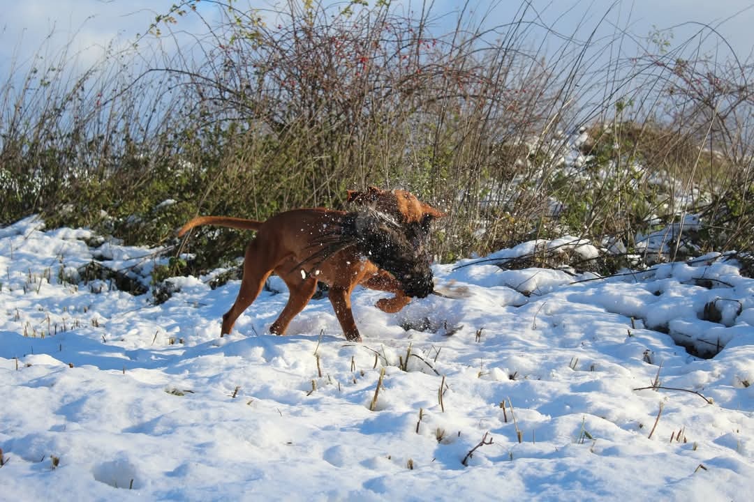 Maďarská vyžla - 7