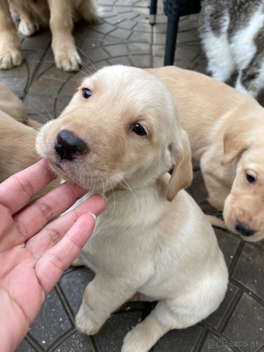 Labrador-retriver - 7