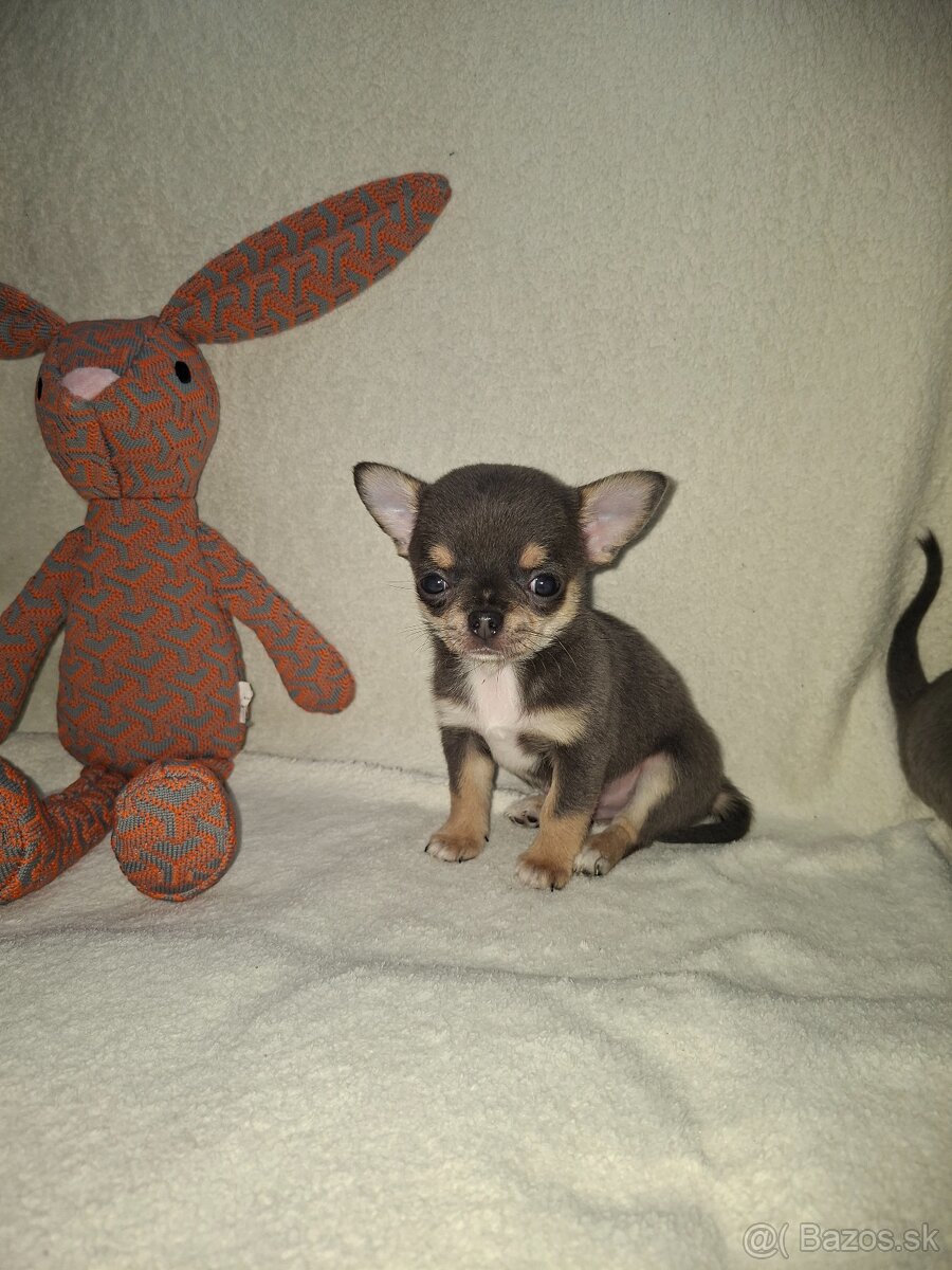 Čivavka krátkosrstá - 7