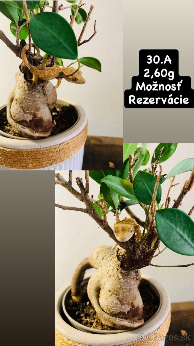 Pagekon riasnaty - 7