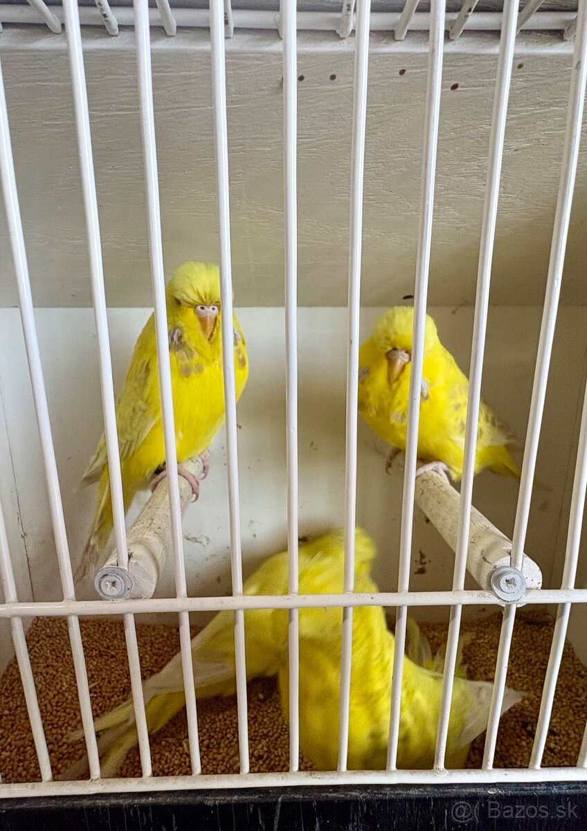 Výstavné andulky - 7