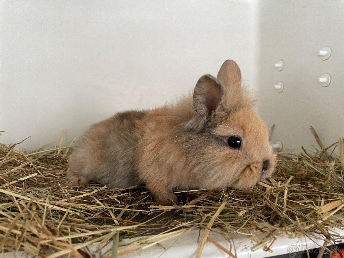 Izbove zajačiky - 7