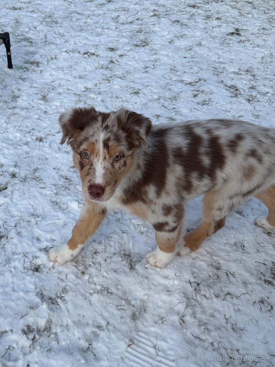 Australsky ovciak s PP - 7