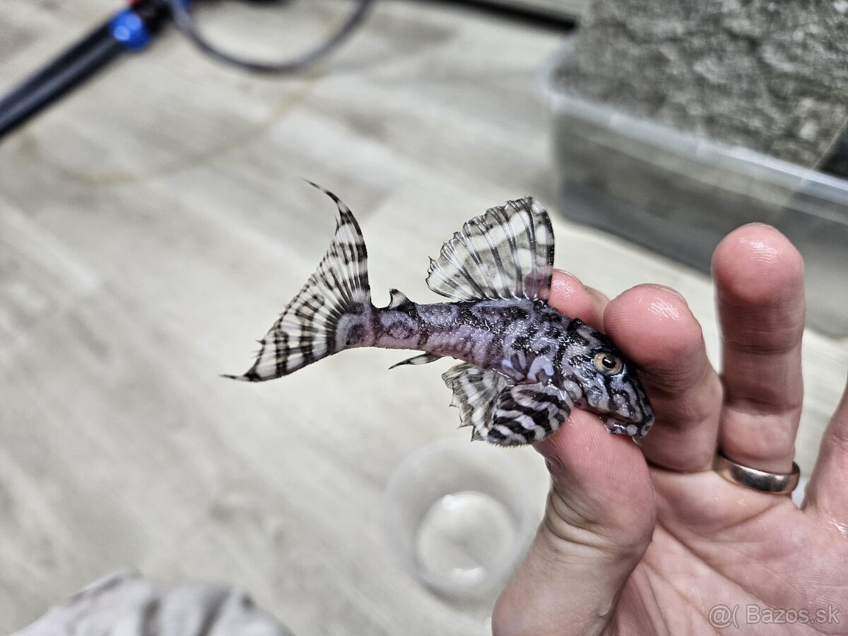 L 236 Super White - chovné páry - 7