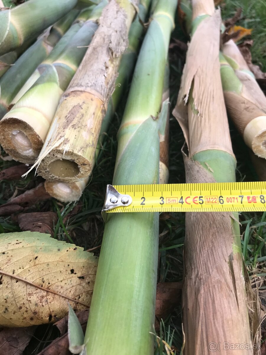 Predám BAMBUSOVÉ STONKY,TYČE - 7