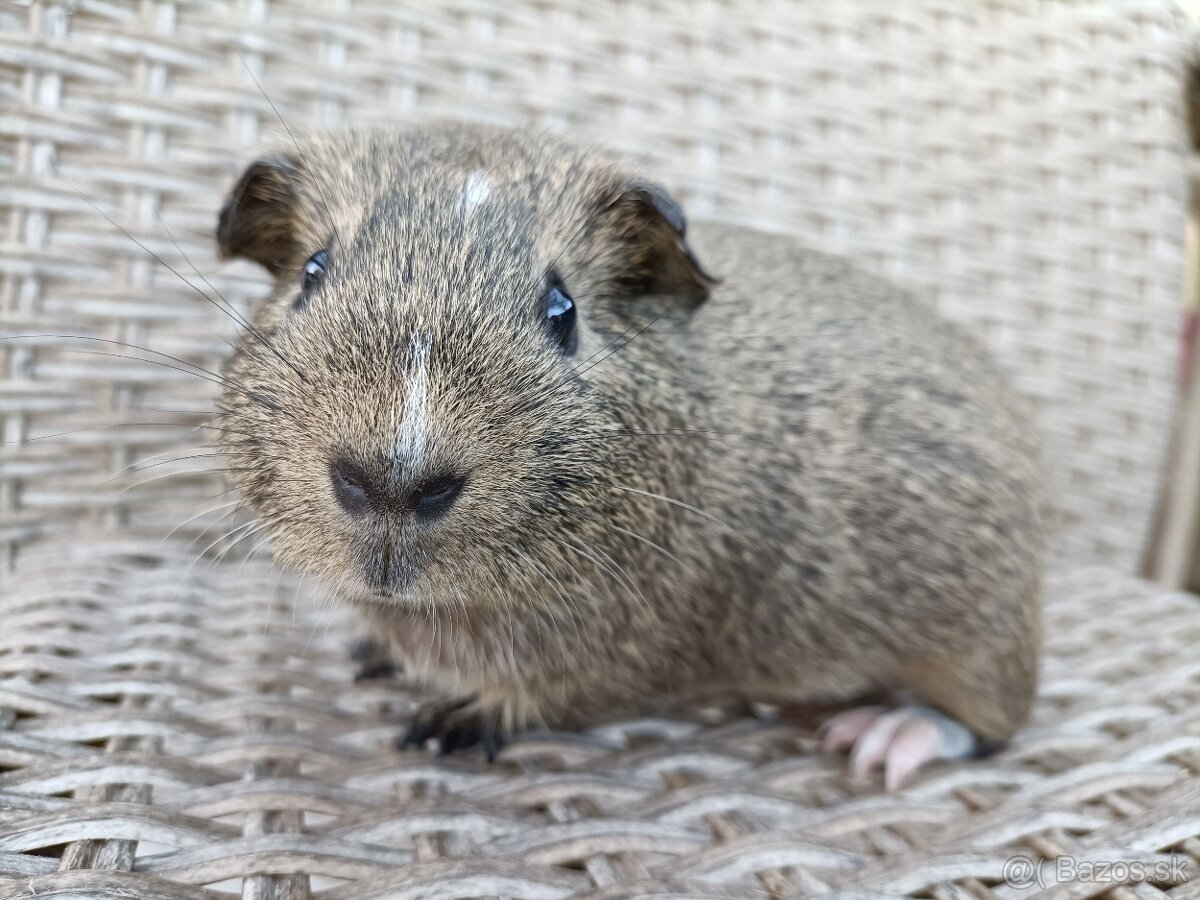 Morské prasiatka - 7